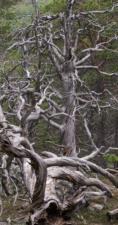 Her er et variert landskap med furu- og bjørkeskog, høyfjell, vann og myrer.