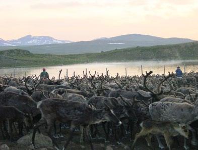 12 13 Reindrift (HMG) Skakterdalen (koj) HISTORIE OG KULTURMINNER Sameland med lange tradisjoner Det samiske ordet dievva, som betyr rundaktig og