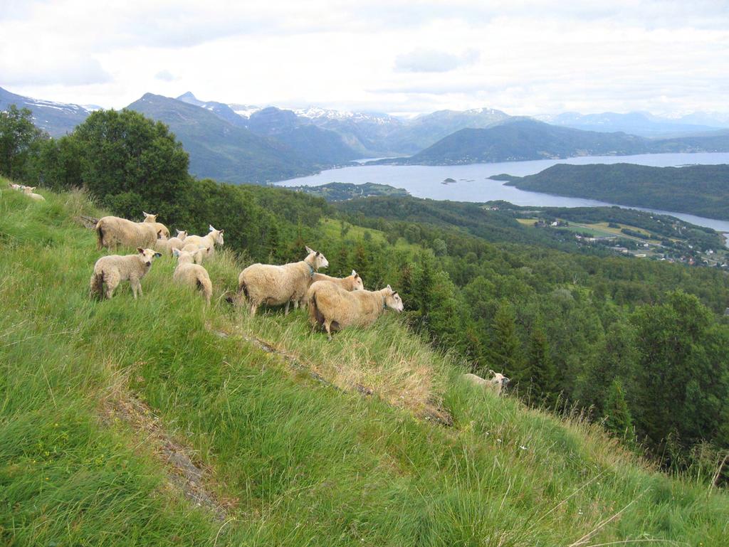 EVENES, NARVIK OG TJELDSUND Ressurskartlegging