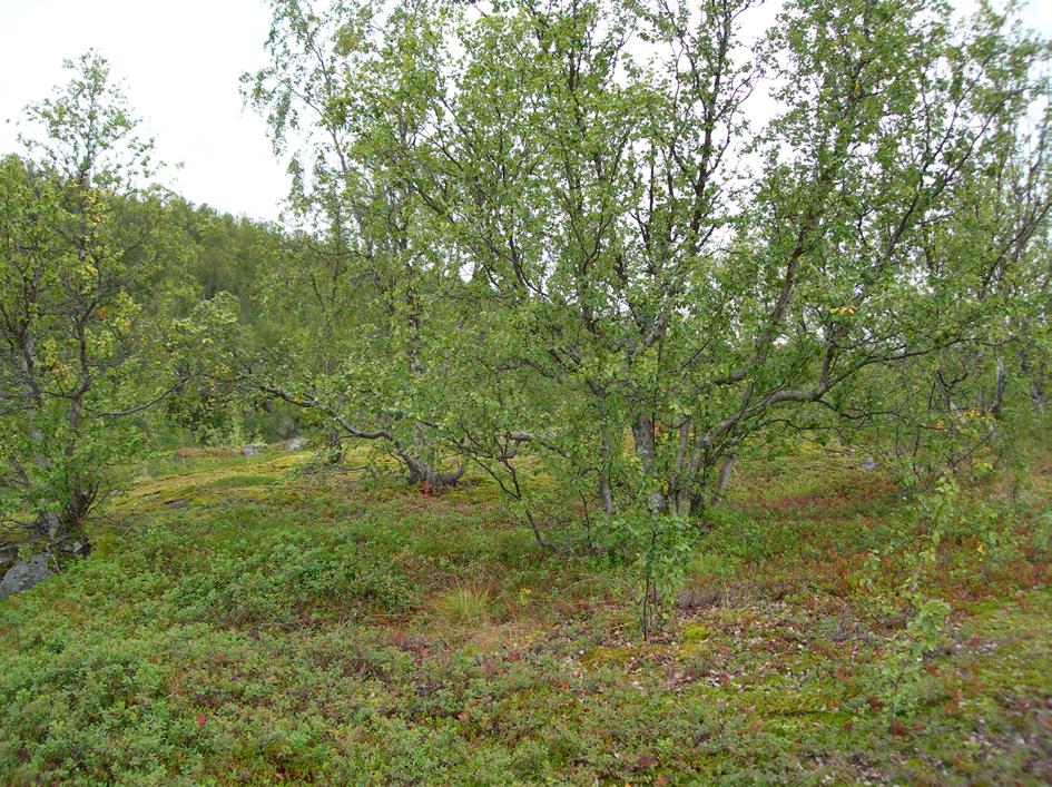 Grunnlendt lav- og lyngrik bjørkeskog, Østervik, Evenes. Foto: Finn-Arne Haugen Herjangsfjellet v. Skallevatn Båtvatn (Na.