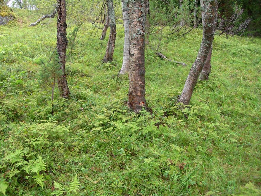 Blåbærbjørkeskog, småbregneutforming, stedvis grasrik, Tjeldøya, Tjeldsund. Foto: Finn-Arne Haugen Miljøverdier (MiS og Naturtyper): Tre små områder med død ved er registrert.