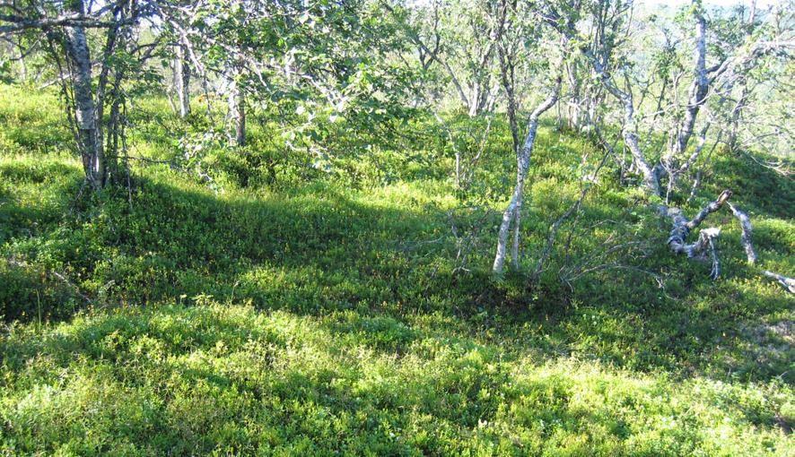 LAUVSKOG 4a Lav- og lyngrik bjørkeskog Økologi: Dette er den karrigste av bjørkeskogtypene, og opptrer på godt drenerte avsetninger eller grunnlendt mark.