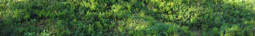 Undervegetasjonen er sterkt dominert av lyngarter, særlig krekling og røsslyng, men også tyttebær og blokkebær. Bare et fåtall arter av gras og urter inngår i typen.