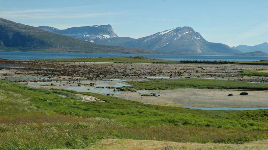 Arter: I feltsjiktet dominerer som regel gras og halvgras over lyngarter. Torvull, bjønnskjegg, blåtopp, krekling, røsslyng og molte opptrer med stor dekning i de lokale utformingene.