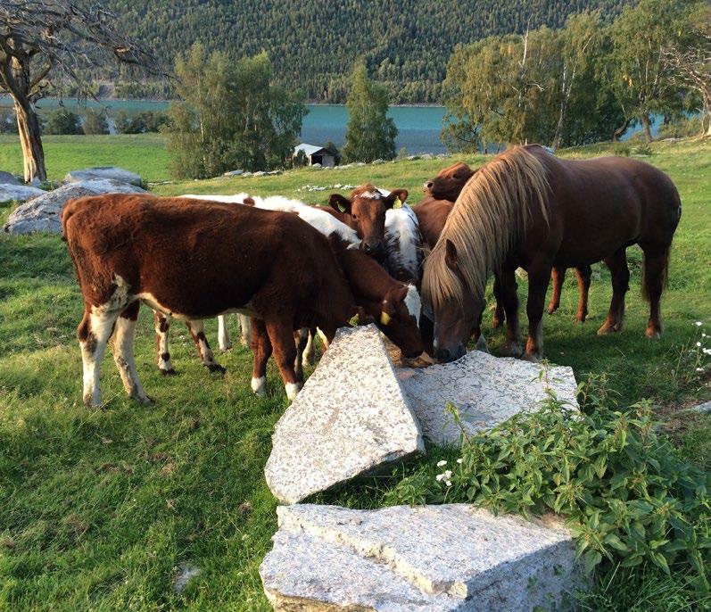 Snylterbekjempelse og behandling Målet er ikke at det skal være totalt fravær av beiteparasitter, men å holde smittebelastningen på et akseptabelt nivå. Følg nøye med dyra på beitet.