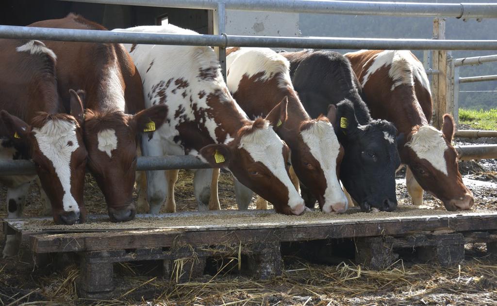 Inseminering i beiteperioden Vårfødte kviger kan by på en del utfordringer, siden rett insemineringsvekt inntreffer i beiteperioden.