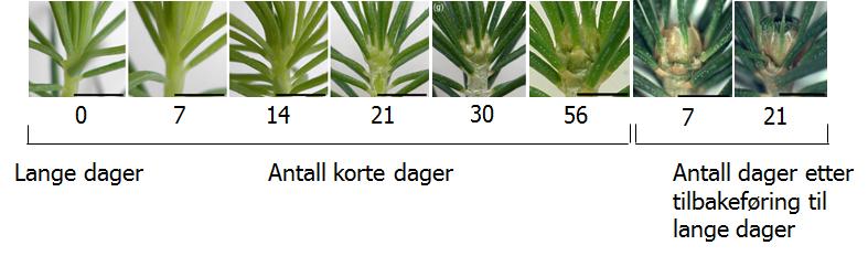 2 EFFEKT AV TEMPERATUR PÅ VINTERKNOPPDANNELSE OG VINTERHVILE HOS TRÆR Når dagene blir korte, danner trær vinterknopper (Figur 1) og utvikler dyp vinterhvile og frosttoleranse.