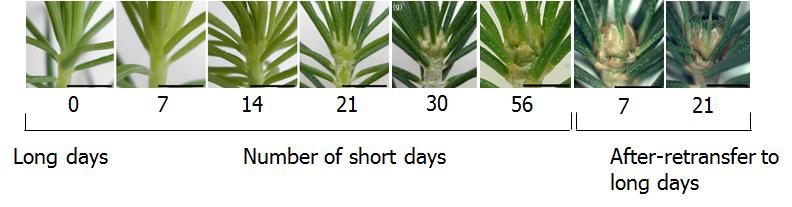 5 EFFECT OF TEMPERATURE ON WINTER BUD FORMATION AND DORMANCY IN TREES In trees, short days are required for winter bud formation (Figure 1) and development of deep dormancy and frost tolerance;