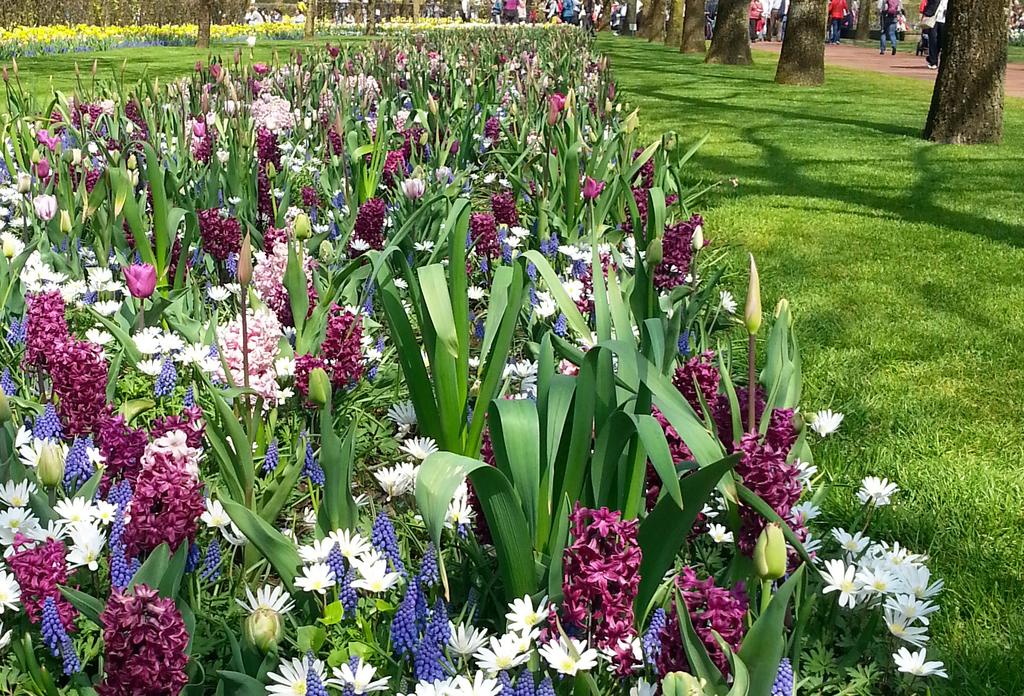 Velkommen til vår vakre blomsterverden! Det er alltid spennende å planlegge neste vår. Hvilke sorter og farger skal benyttes, skal vi tørre å prøve noe nytt og mange tanker og ideer kommer på bordet.