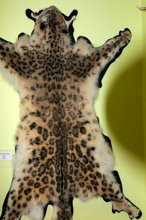 Handel med truete arter Sjekkliste for CITES 2013 / Trade in endangered species CITES checklist 2013 M4-2013 Snøleopard er utbredt i Himalaya, men er blitt svært sjelden pga overdreven etterstrebelse.