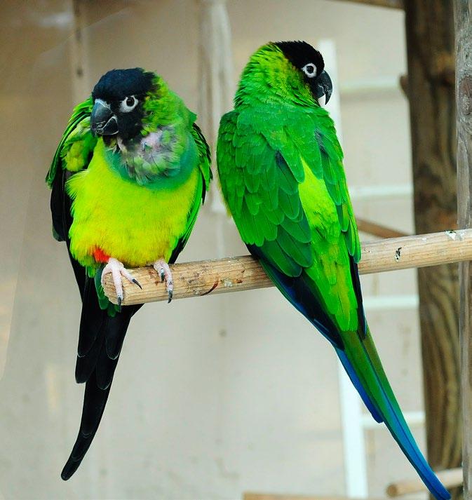 Handel med truete arter Sjekkliste for CITES 2013 / Trade in endangered species CITES checklist 2013 M4-2013 Det finnes ca 370 papegøyearter i verden.