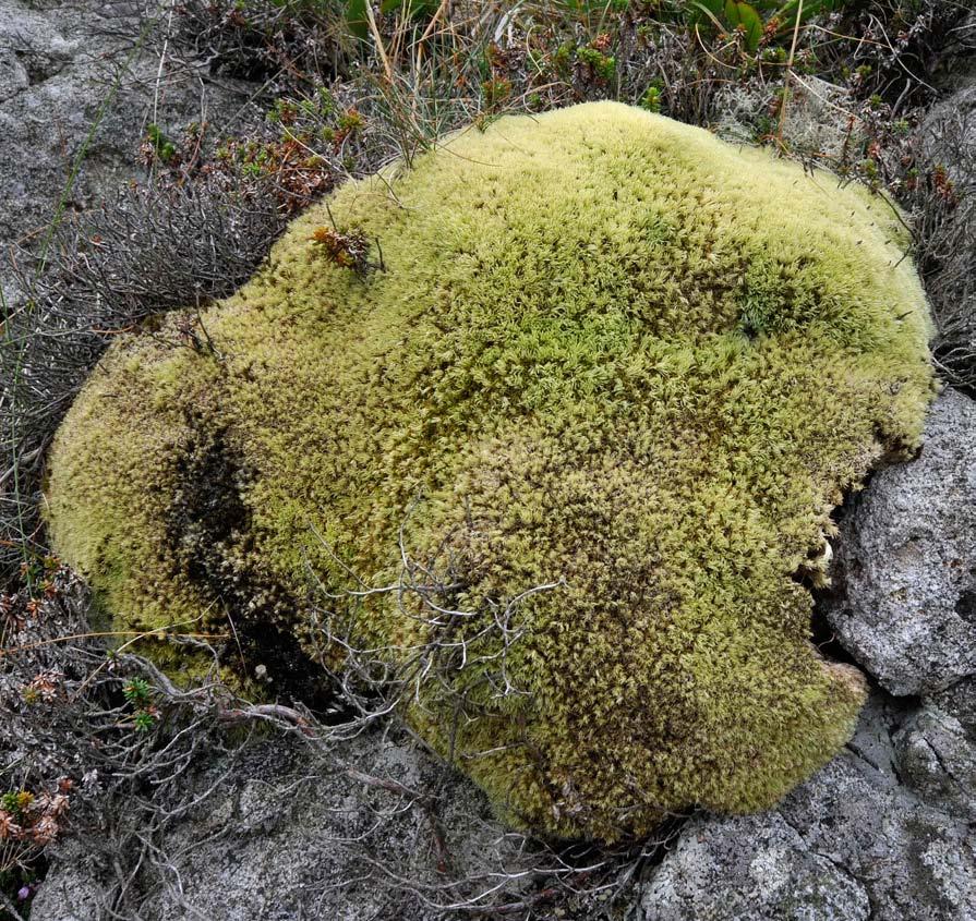 Faktarute: Blåmose (Leucobryum glaucum) ein signalart i kystlynghei Blåmose dannar konvekse tuver over fuktig, dårleg drenert jord, gjerne på stader med liten fordamping.