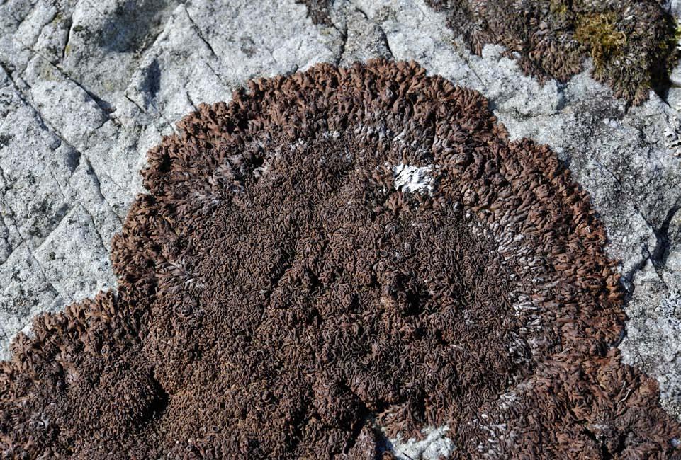 Figur 153. Svaberglav (Anaptychia fusca) er vanleg i dei indre delane av strandberga. er det grunn til å vere på vakt mot utbyggingsplanar.