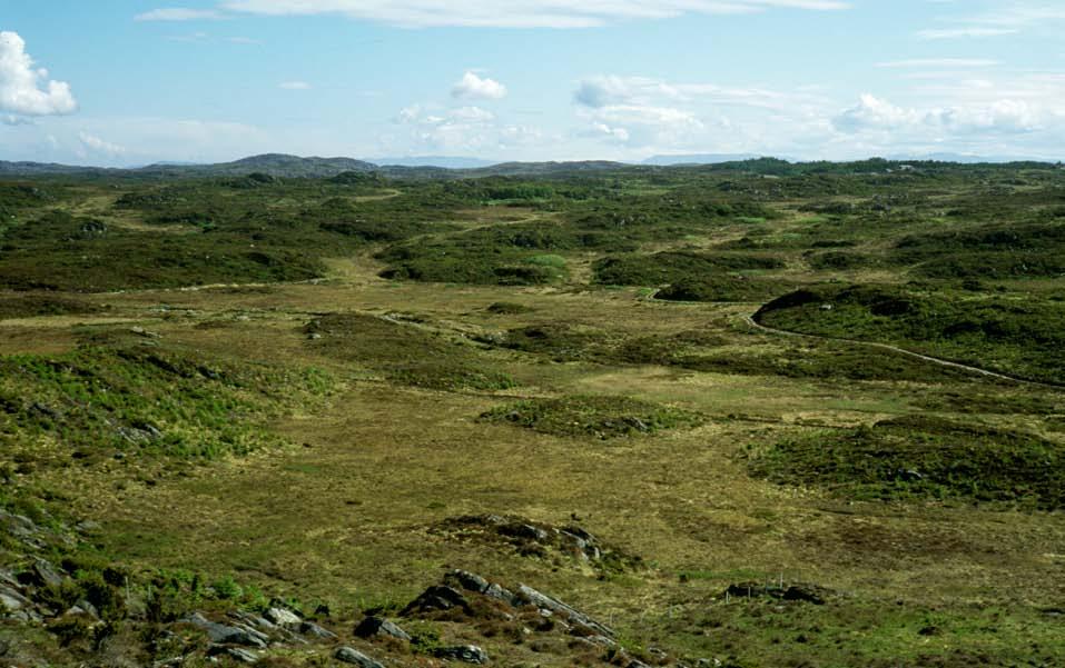 Figur 156. Natterhukmyr, mot nord. Søre Sålefjell i bakgrunnen. Vegetasjonen me finn i området er i stor grad prega av den gamle bruken.