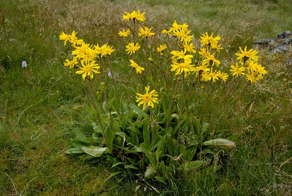 Figur 159. I beitemarkene omkring Dalsvatnet finst den mest talrike førekomsten av solblom (Arnica montana) i Karmøy. som ikkje hadde eigne torvmyrar.