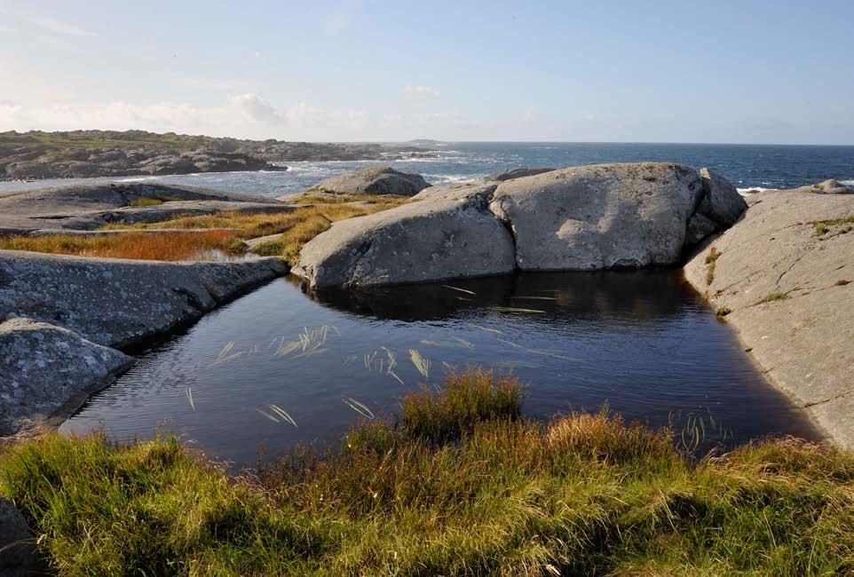 Figur 169. Ekstremt eksponerte strandberg, med vulkanske bergartar frå Vest-Karmøy eruptiv-kompleks. Påverknad/bruk: Det meste av grasmarkene blir brukt som beite for sau og storfe.