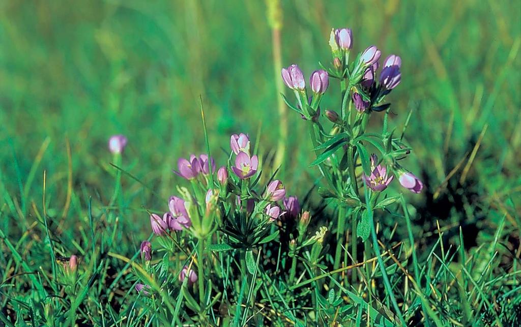 Figur 174. Tusengyllen (Centaurium littorale) blei oppdaga på Sandvesanden i 1930. Han voks ved Sandvesvelgen, men er truleg utgått herifrå pga. ulovleg sprengning med dynamitt.