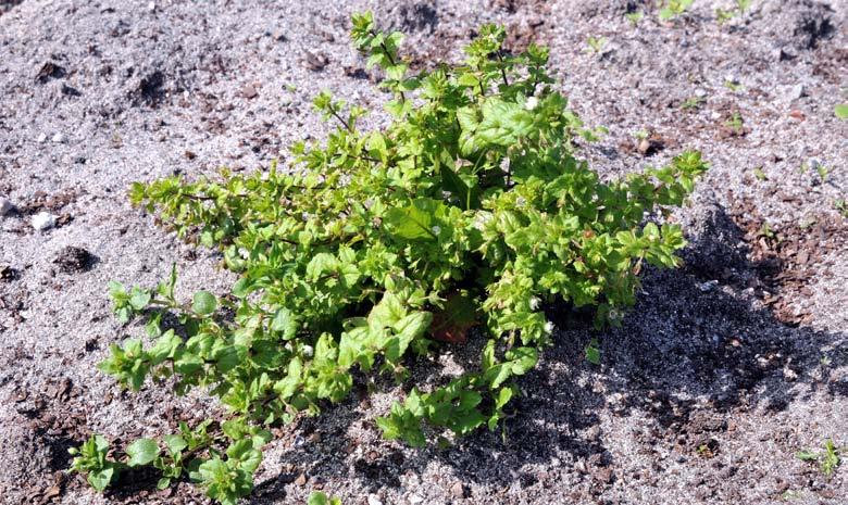 Tiggarsoleie (Ranunculus sceleratus) likar seg ved bekkar