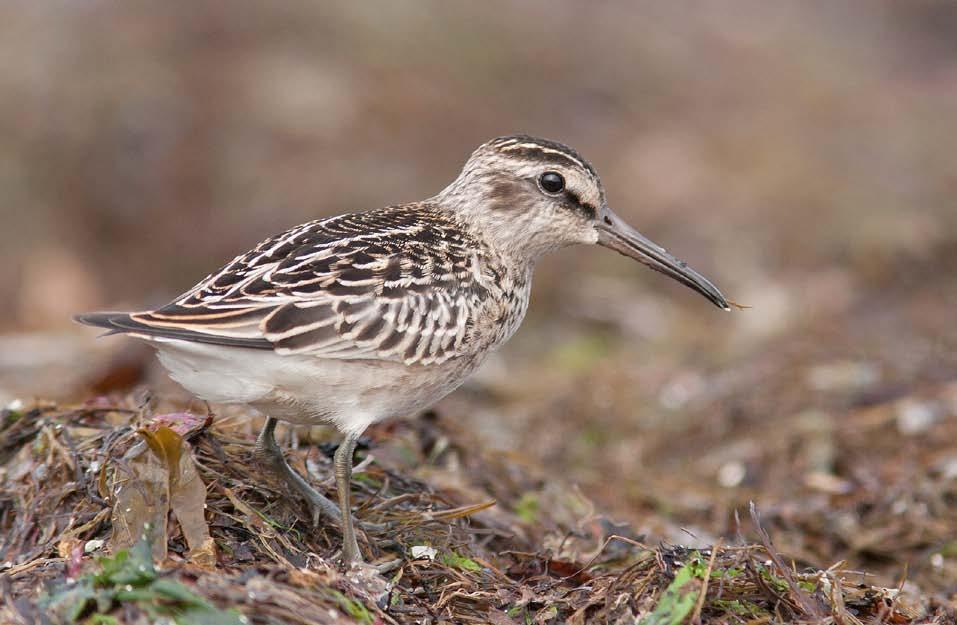 Figur 187. Fjellmyrløpar (Limicola falcinellus) er ein av dei minste vadefuglane.