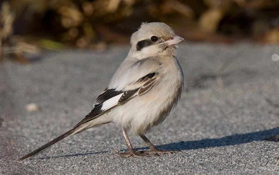 Figur 189. Steppekrattvarslar (Lanius meridionalis pallidiros) er ein sjeldsynt art som berre er sett få gonger i Noreg. Han høyrer heime i Kazakstan og overvintrar til vanleg i India.