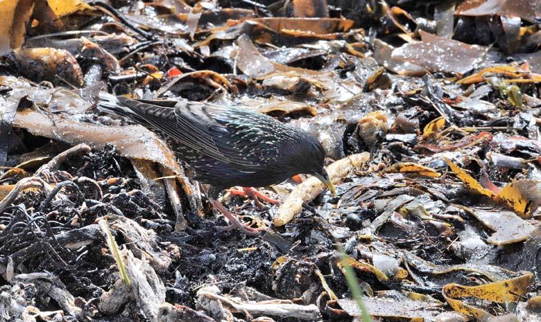 Figur 193. Stare (Sturnus vulgaris) kan opptre i store flokkar i Taravika.