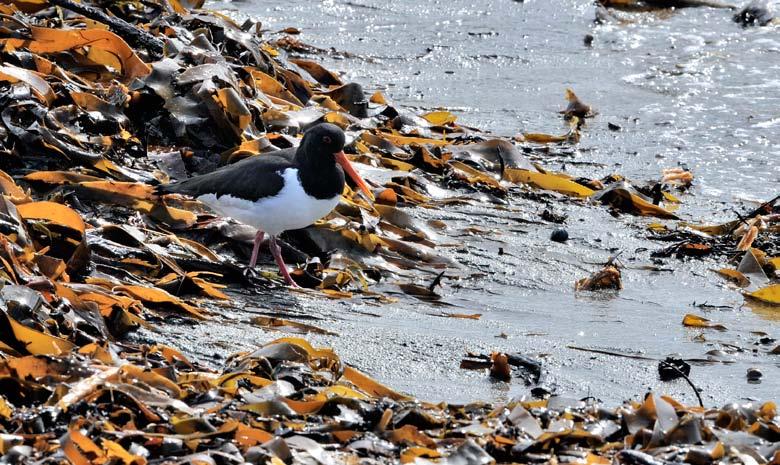 Figur 194. Tjeld (Haematopus ostralegus) er ein fast gjest i Taravika. Påverknad/bruk: Baklandet i nord og nordaust er fulldyrka åker.