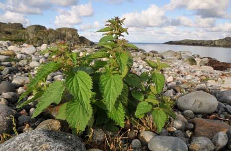 Fuglefauna: Tjeld og vipe (nær trua, NT) hekkar i området. Trekk-/overvintrande fuglar er mellom anna svartstrupe, gjess, ender og kvartbekkasin.