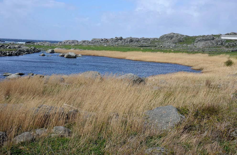 Figur 201. Vikrasanden med takrøyr-dominert strand (U8d). sjeldsynte vegetasjonstypar og planteartar.
