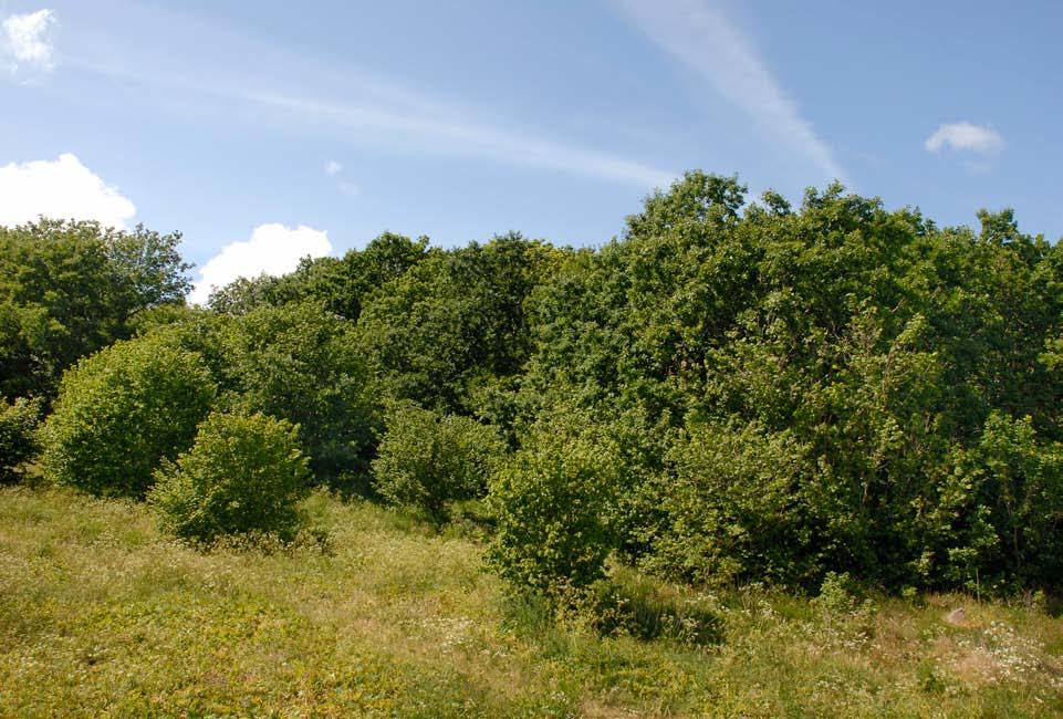 Figur 207. Edellauvskogen i Kvednavik sett mot aust med Karmsundet i bakgrunnen.