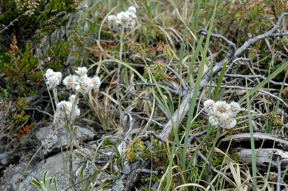 dag mellom dei mest sjeldsynte plantene i den norske floraen, men er begge talrike ved Tømmervik.