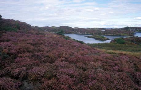 Flyfoto som viser avgrensinga av området. Lokalitetsomtale Beliggenhet/avgrensing/naturgrunnlag: Området ligg inst i Dalsvågen, på den nordvestre delen av Karmøy.