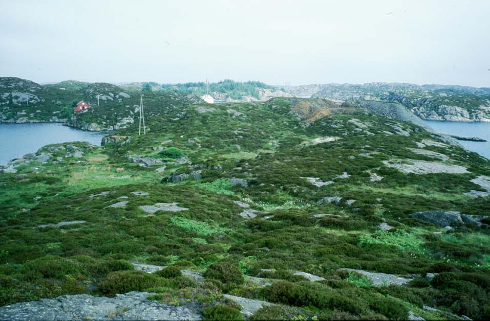 Figur 243. Kystlynghei på Ulvøy. Saltsev-utforming U5b Øvre salteng, raudsvingel/saltsev-salteng. Raudsvingel-utforming U5c Øvre salteng, raudsvingel/saltsev-salteng.