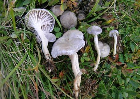 Figur 254. Seig vokssopp (Hygrocybe laeta) er ein beitemarkssopp som likar seg i ugjødsla beitemarker. Foto: John Bjarne Jordal. Figur 256.