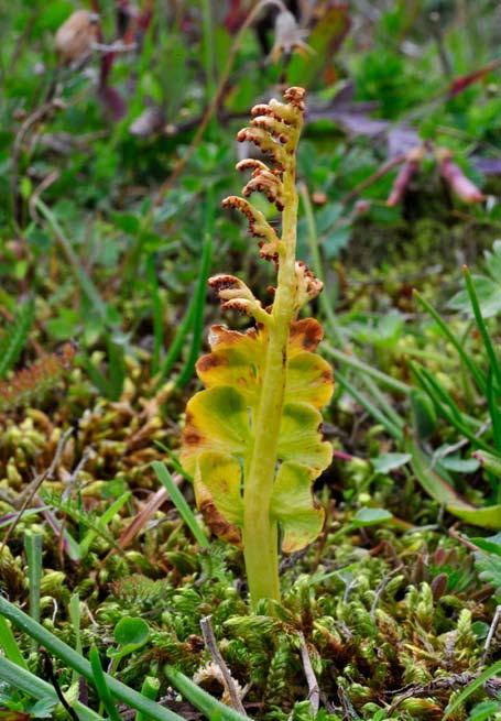 Førekomsten på Ådland blei funnen under feltarbeid i august 2010 og er det første funnet i Rogaland. Soppen er 3-5 cm høg, hatten om lag 1-2 cm brei, blåsvart på farge og med finskjella midtparti.