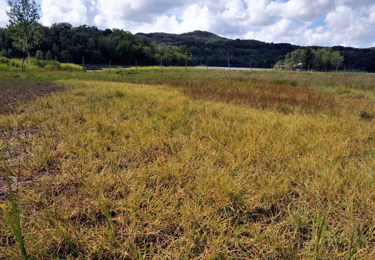 pøylestarr (Carex mackenziei)