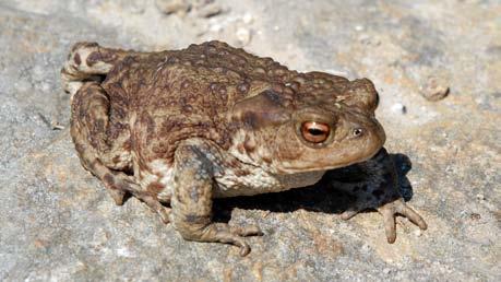 Figur 288. Hoggormen (Vipera berus) ser ein av og til i lyngheilandskapet, som her på Hetland. beitar på 700 mål, mest lyngmark.