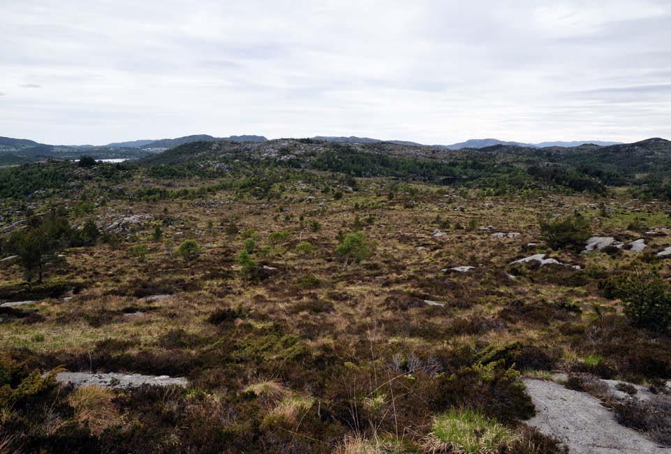 Figur 298. Fuktig lynghei i ferd med å invaderast av bjørk og furu. Dei siste åra er denne trenden snudd, gjennom husdyrbeite, lyngbrenning og uttak av skog.