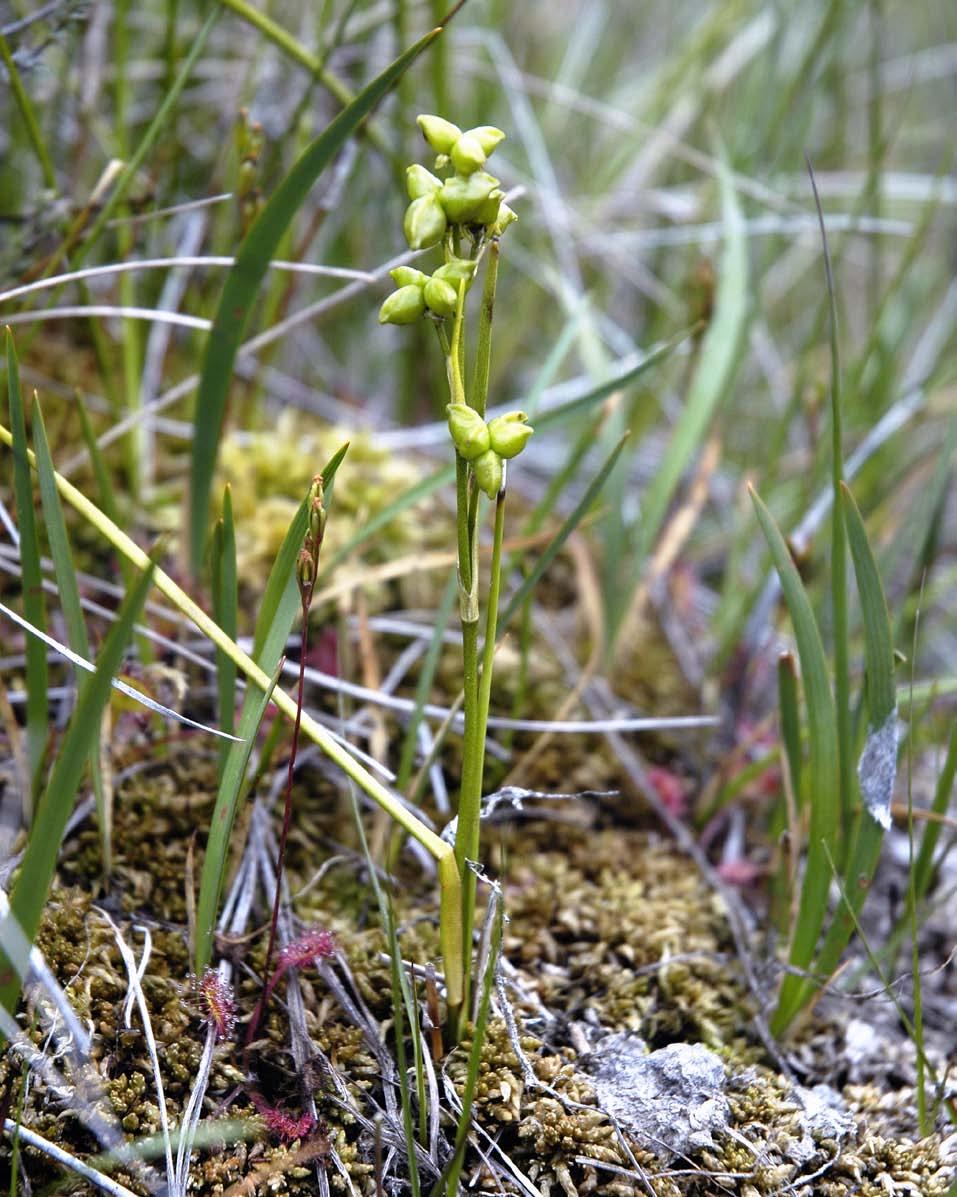 Figur 306. Sevblom (Scheuchzeria palustris) i Valhest-området. Arten er sjeldsynt på ytre Vestlandet. Han veks i mjukmatter og lausbotn i våt, næringsfattig myr. Ein flott art!