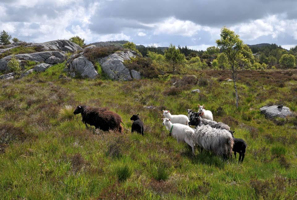 Figur 308. Villsau på utmarksbeite. bjørk komen langt og det er utvikla ein ung skog. I andre delar er landskapet framleis ope med kystlynghei og myr.