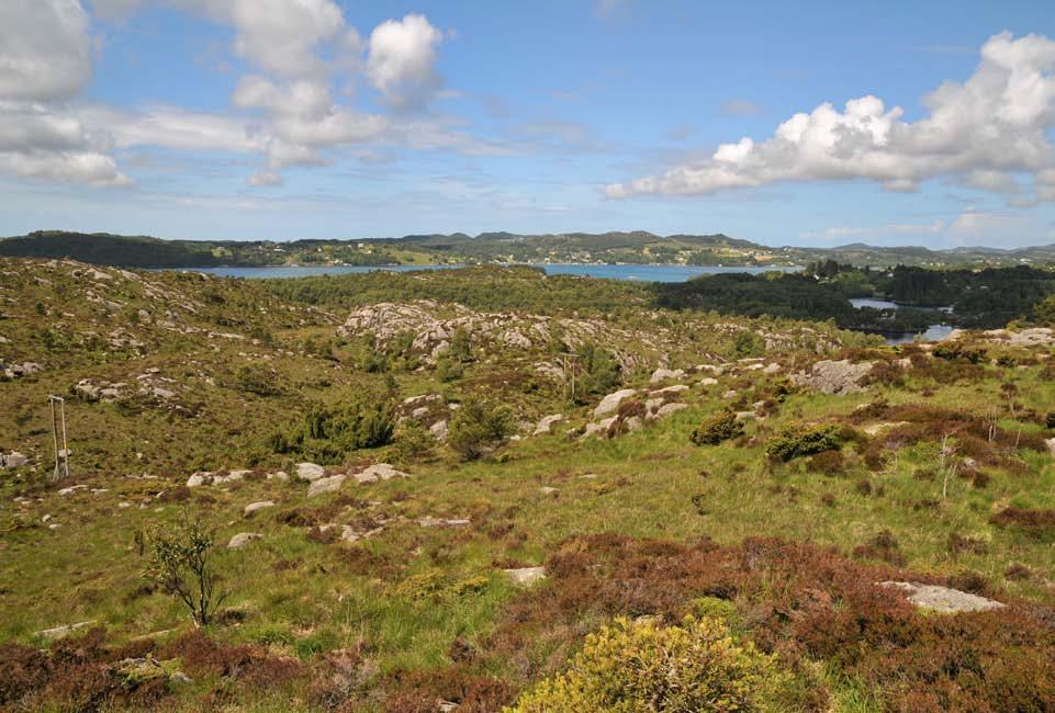 Figur 309. Lynghei er eit dominerande landskapstrekk i delar av området, men skog og tre har vore i spreiing. Figur 310.