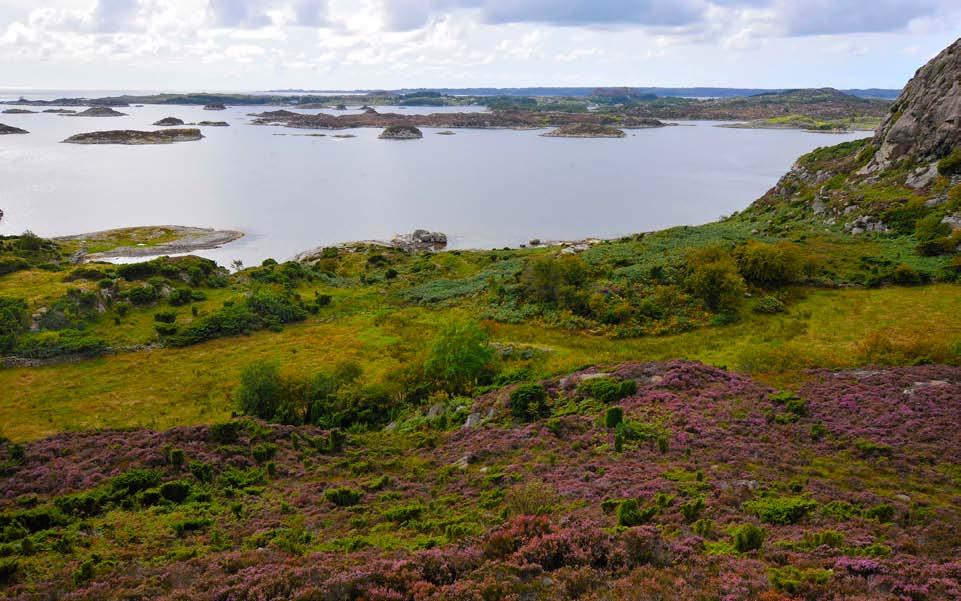 På strandberga er det ein rik lav- og moseflora, m.a. med artane saltblomstermose, sprikesteinmose, klipperagg, strandoransjelav, messinglav og blærelav.