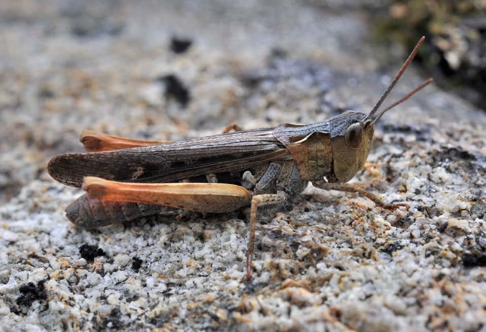 Figur 24. Gråbrun markgrashoppar (Chorthippus brunneus).