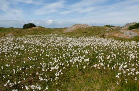 Figur 38. Solblom (Arnica montana) var ein karakterart som gamle slåttemarker på Haugalandet. Han er gått sterkt tilbake og står no på den norske raudlista og blir rekna som sårbar (VU).