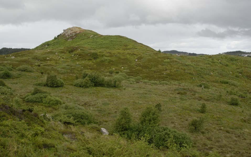 Figur 51. Lynghei ved Kyrkjeleitet med bjørk og øyrevier. han har overlevd. Under feltarbeidet blei det registrert 69 artar karplanter.