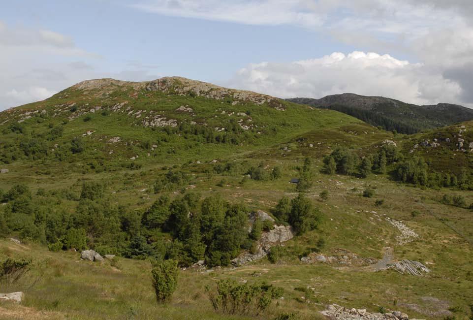 Figur 53. Beitemark ved Ørpetveit-Tjodnaåsen, sett mot nord.