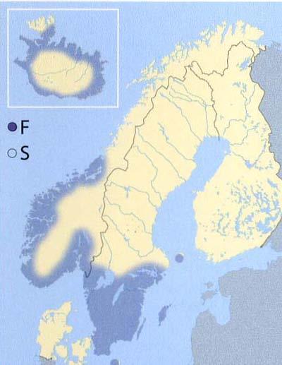 Blada er ovale og smalnar av mot spissen som er tydeleg utdradd.