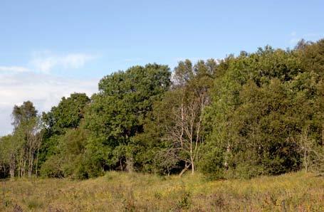 Karmøy, Avaldsnes, Østhuslia Kartblad: 1113 I Haugesund UTM: KL 937-938, 843-846 Kommune: Karmøy Hovudtype landskap: F Skog Naturtypar: F01 Edellauvskog Tilstand: God Verdi: B Vegetasjonssone: