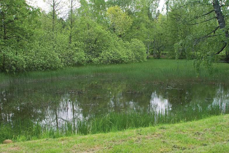 Bilde 6: Den nordre dammen er grunn og dominert av elvesnelle. Partiene med intakt vannkantvegetasjon er viktige arealer for både invertebrater og amfibier. 4.2.