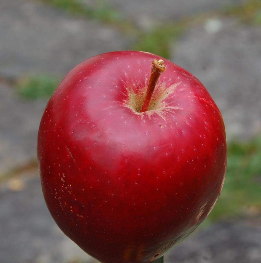 Summerred kjem frå Canada, og er eit