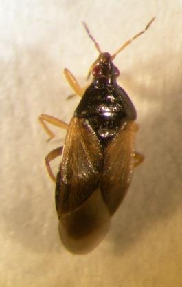 aphidimyza) Gulløye
